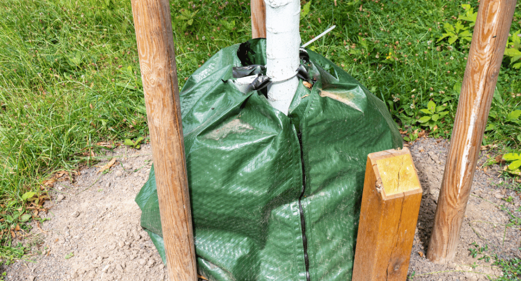 Tree Watering Bags | Strobert Tree Services