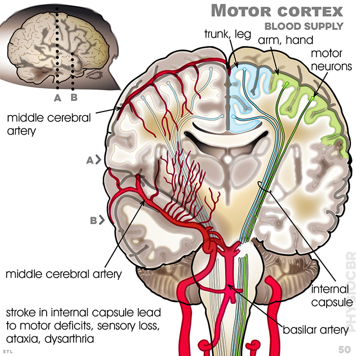 Stroke physiology
