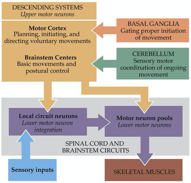 The Neuroscience of Motor Control Optimal to Pathologic Motor