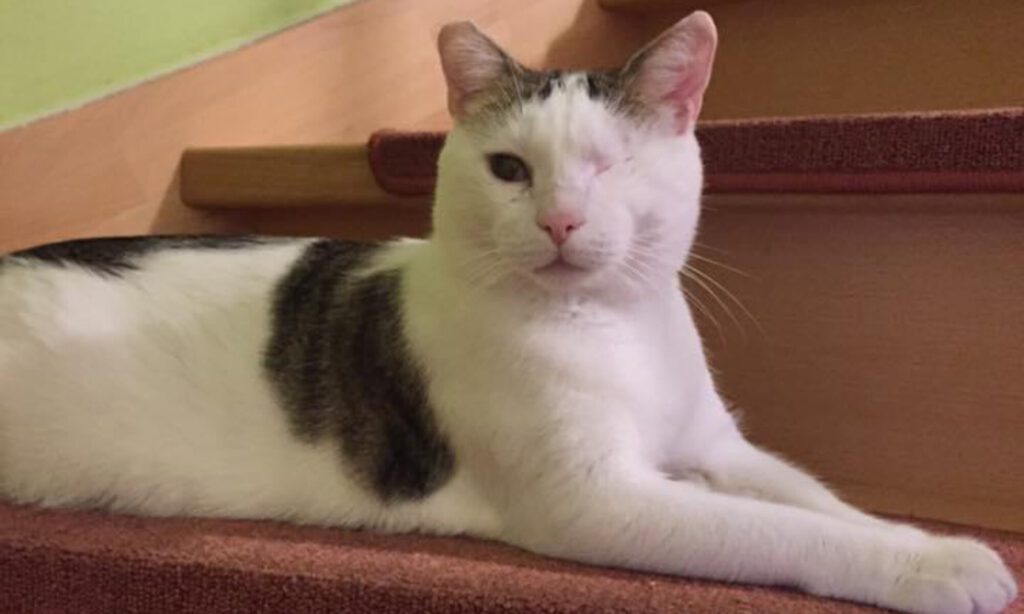 3 Katzen mit FIP ( StrolchiTierhilfe e.V.