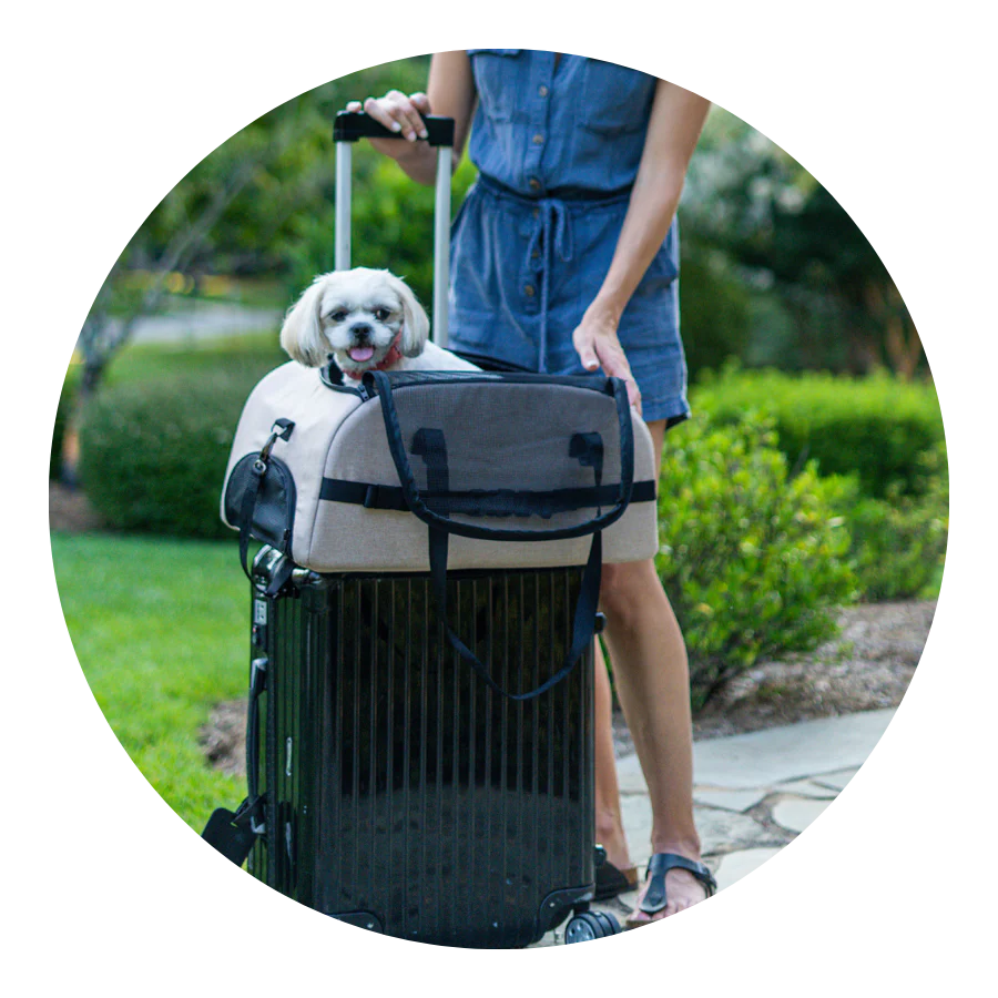 Best Pet Travel Carrier & Car Seat for Dogs & Cats 2023 Strolee