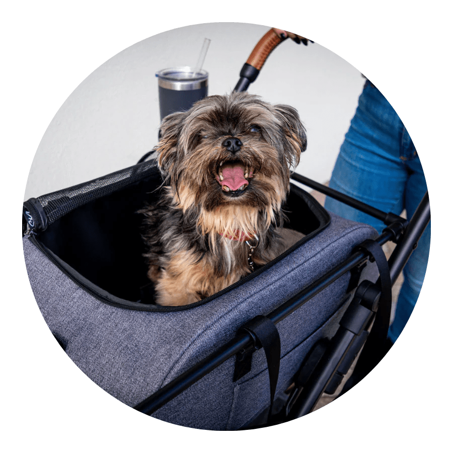 Best Pet Travel Carrier & Car Seat for Dogs & Cats 2023 Strolee