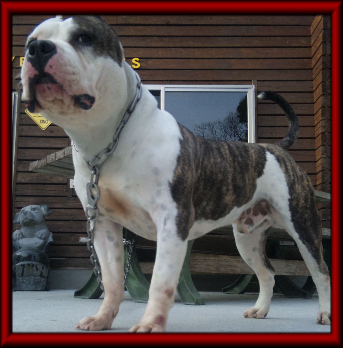 STRONG BULLY BLOOD KENNELS MALES