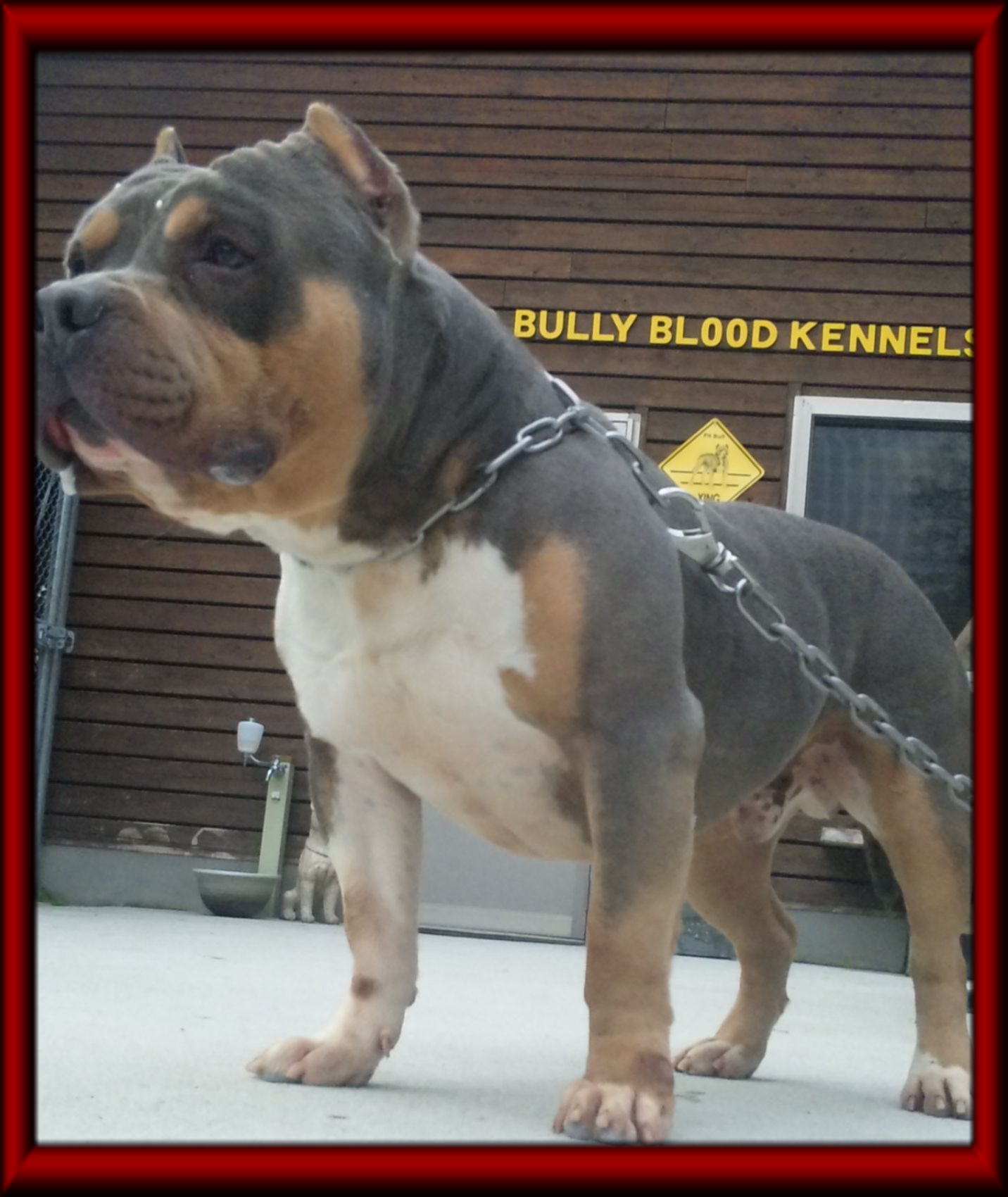 STRONG BULLY BLOOD KENNELS MALES