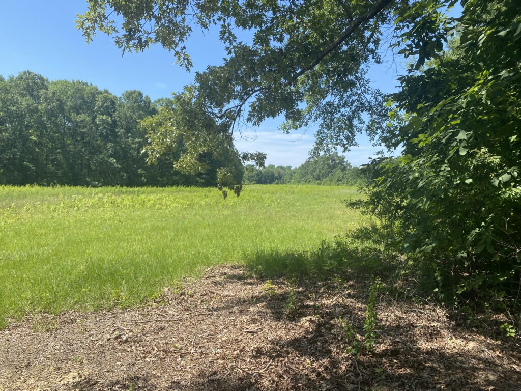 Yellowleaf Creek Preserve Strong Lands