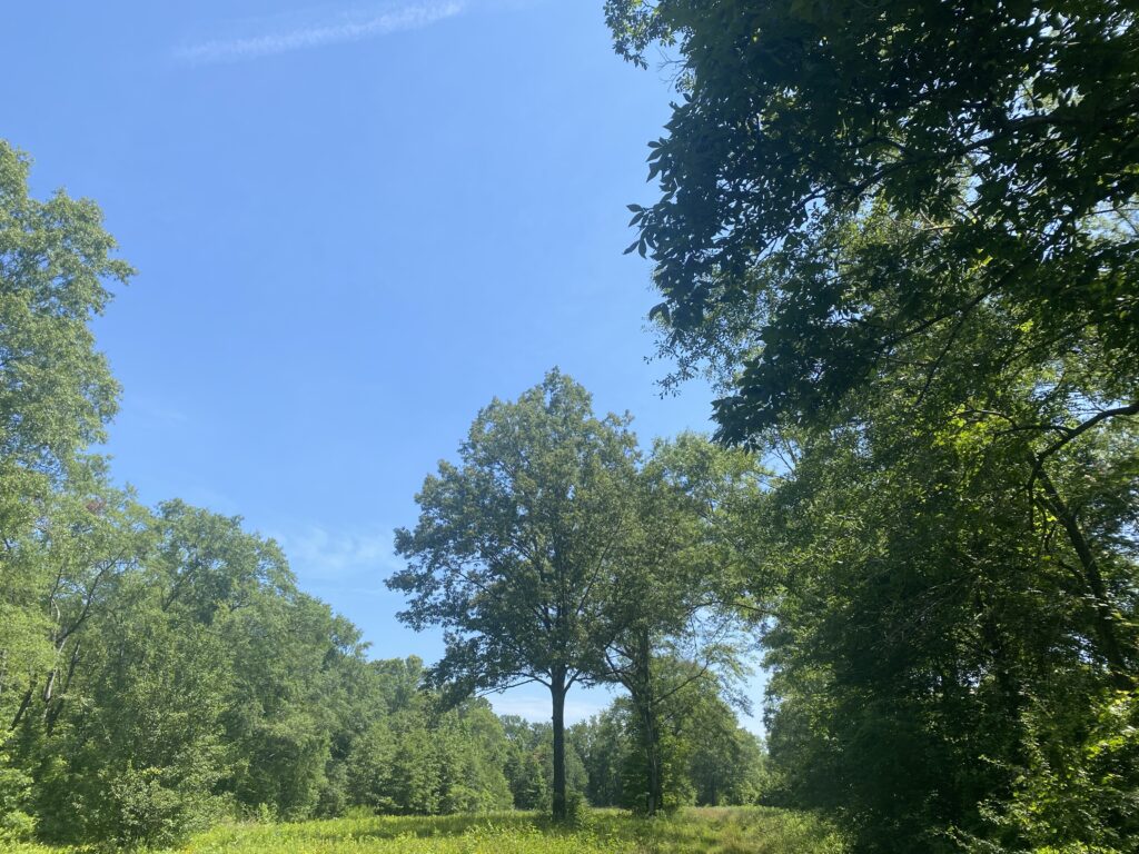 Yellowleaf Creek Preserve Strong Lands