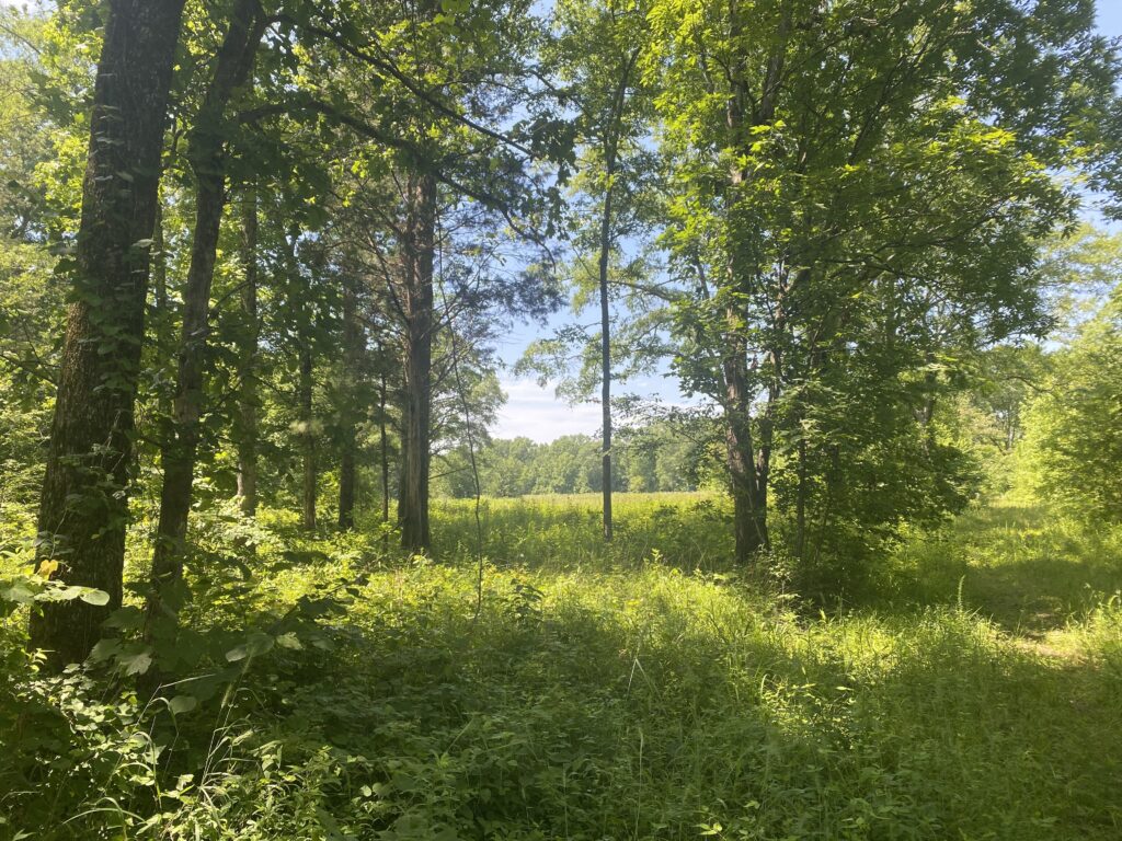 Yellowleaf Creek Preserve Strong Lands