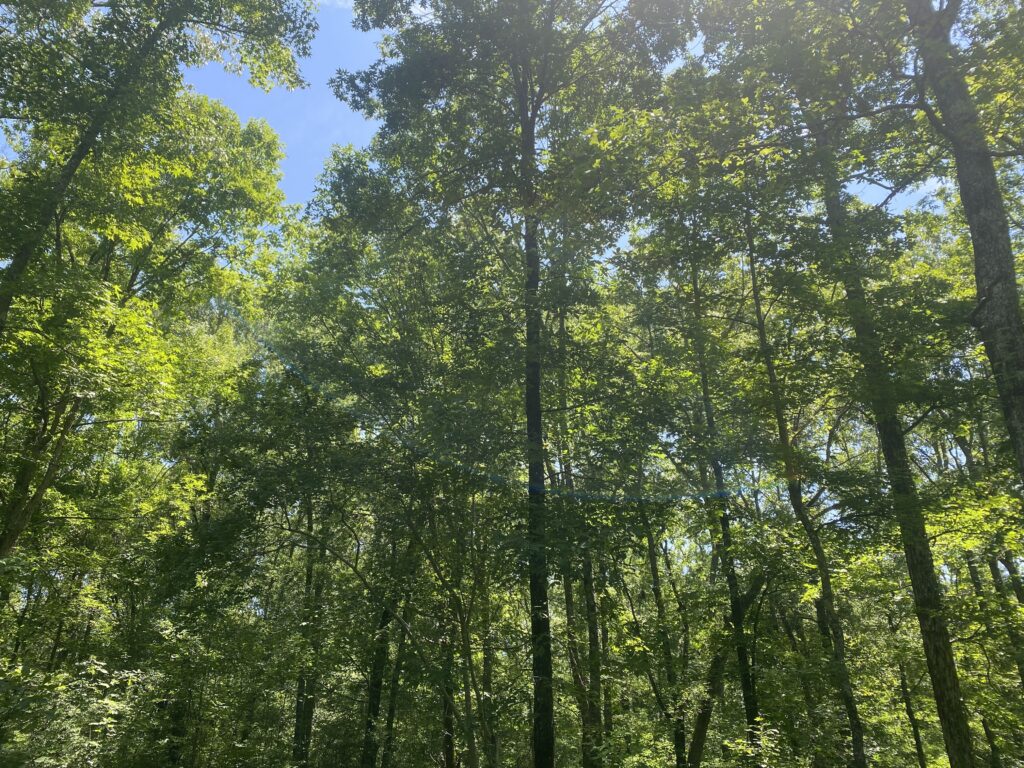 Yellowleaf Creek Preserve Strong Lands