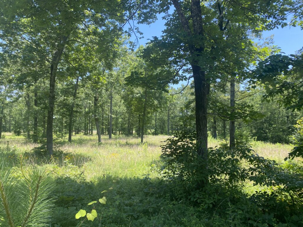 Yellowleaf Creek Preserve Strong Lands