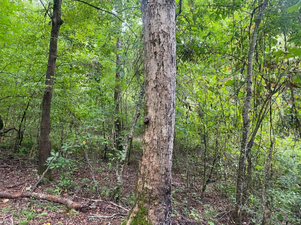 640 +/ acres on the Cahaba River in Shelby County Strong Lands