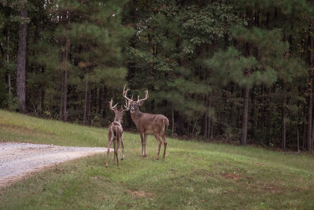 Covey Creek Strong Lands