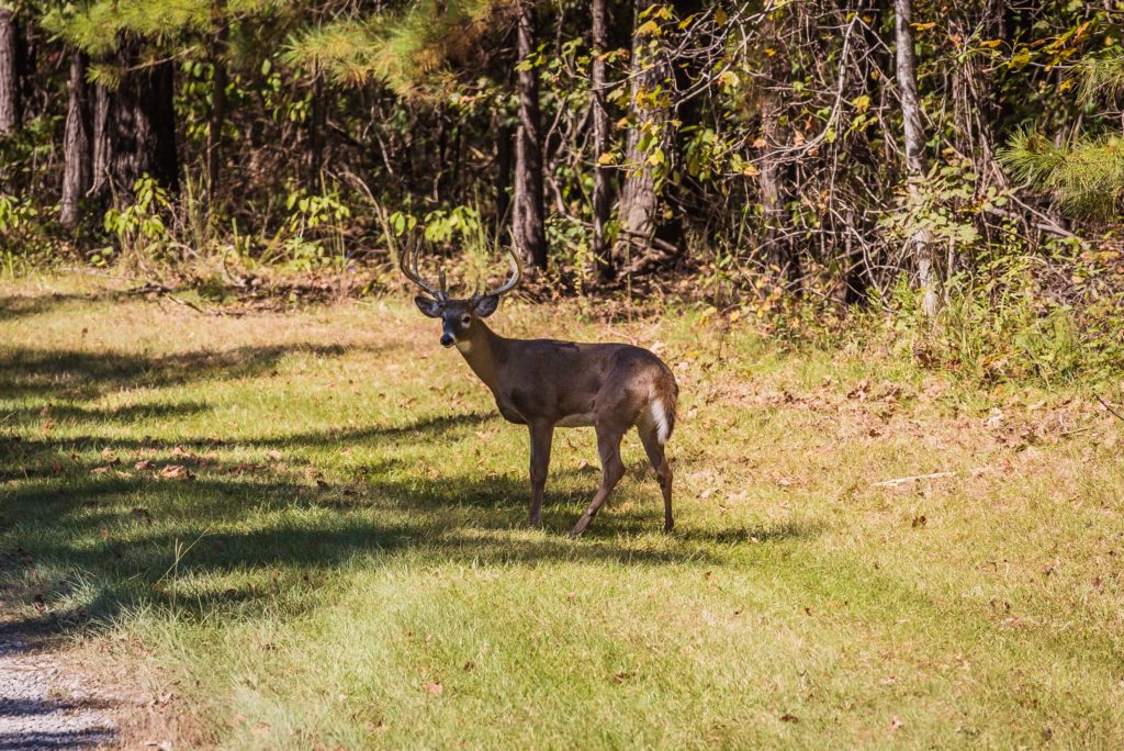 Covey Creek Strong Lands