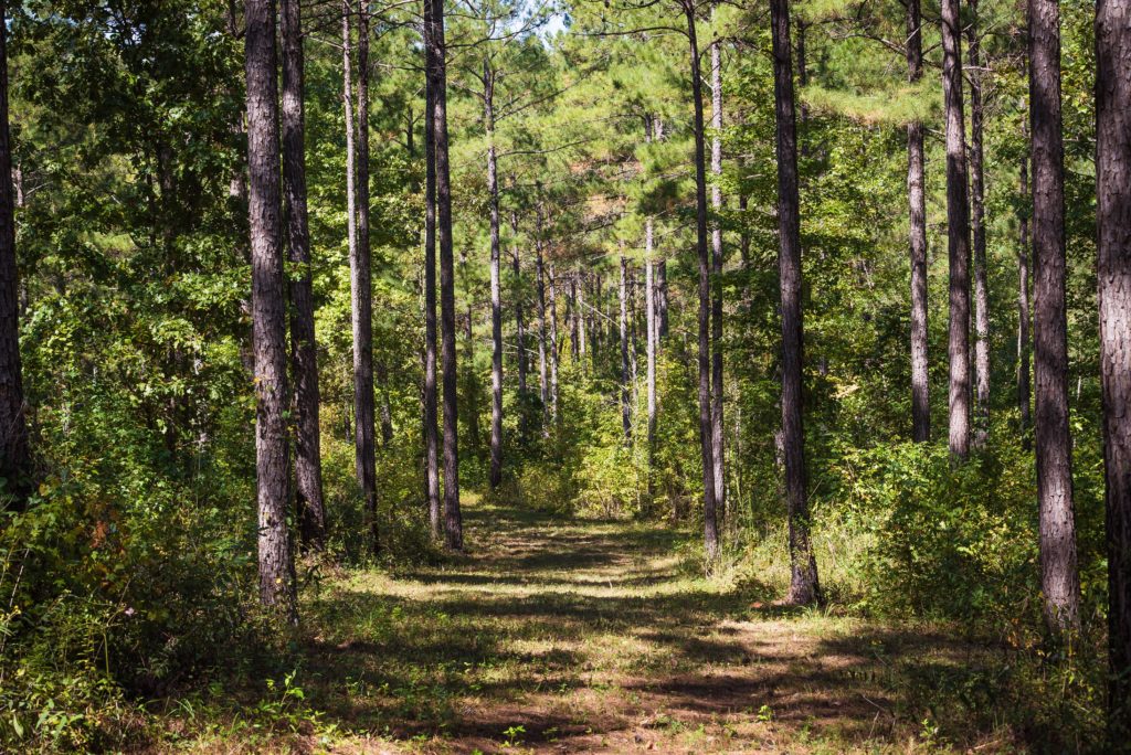Covey Creek Strong Lands