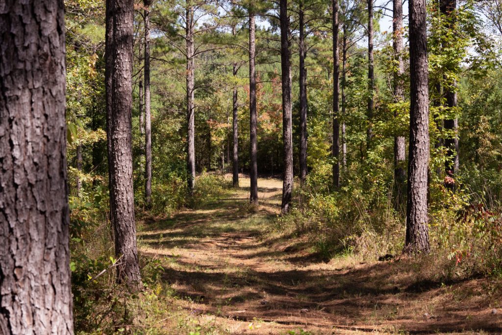 Covey Creek Strong Lands