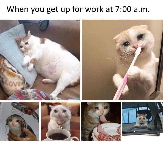 The Very Best Crying Cat Memes Plus Sad Cat Meaning