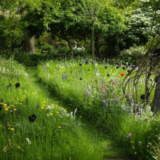 These 8 Woodland Garden Ideas Could Help You Create a Stunning Backyard