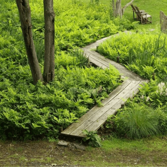 These 8 Woodland Garden Ideas Could Help You Create a Stunning Backyard