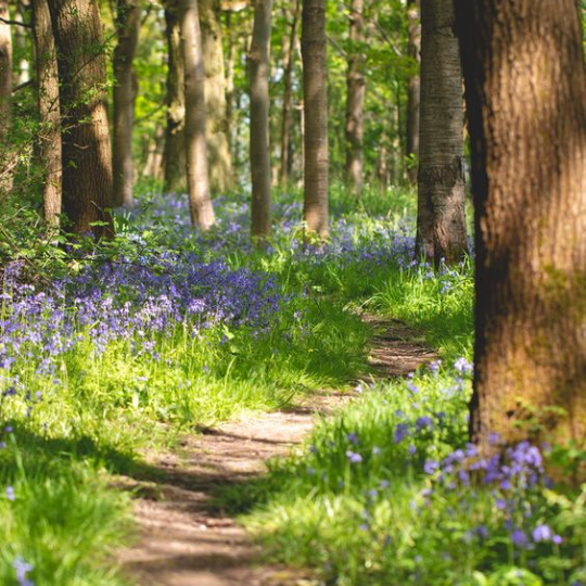 These 8 Woodland Garden Ideas Could Help You Create a Stunning Backyard Struck Corp