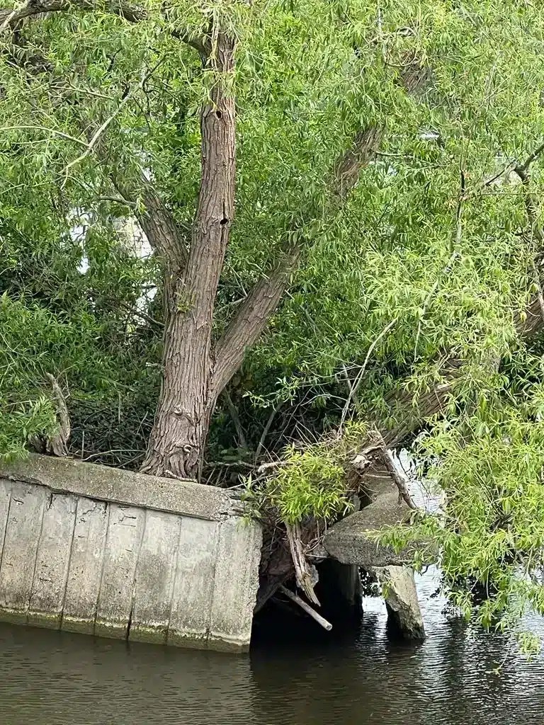 The Worst Trees That Cause Subsidence