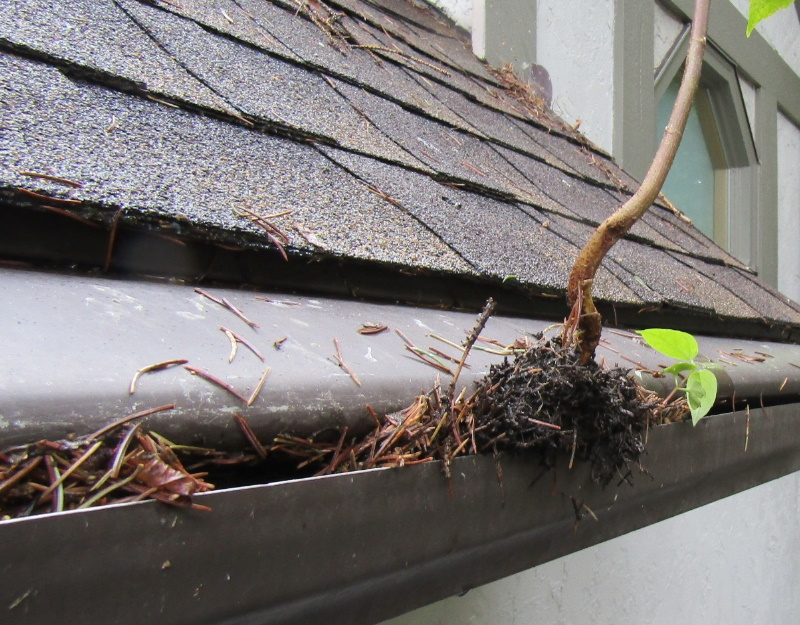 Are gutter guards worth it? Structure Tech Home Inspections