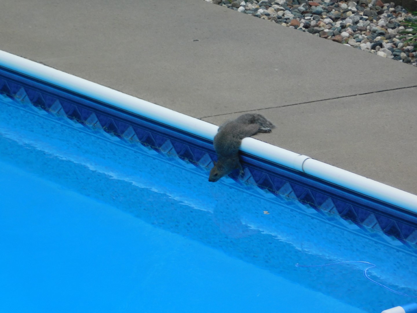 Dead Squirrel In Pool