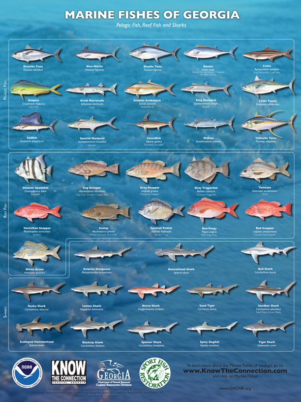 Get Your Coastal Resources Division's Educational Posters St. Simons Isl