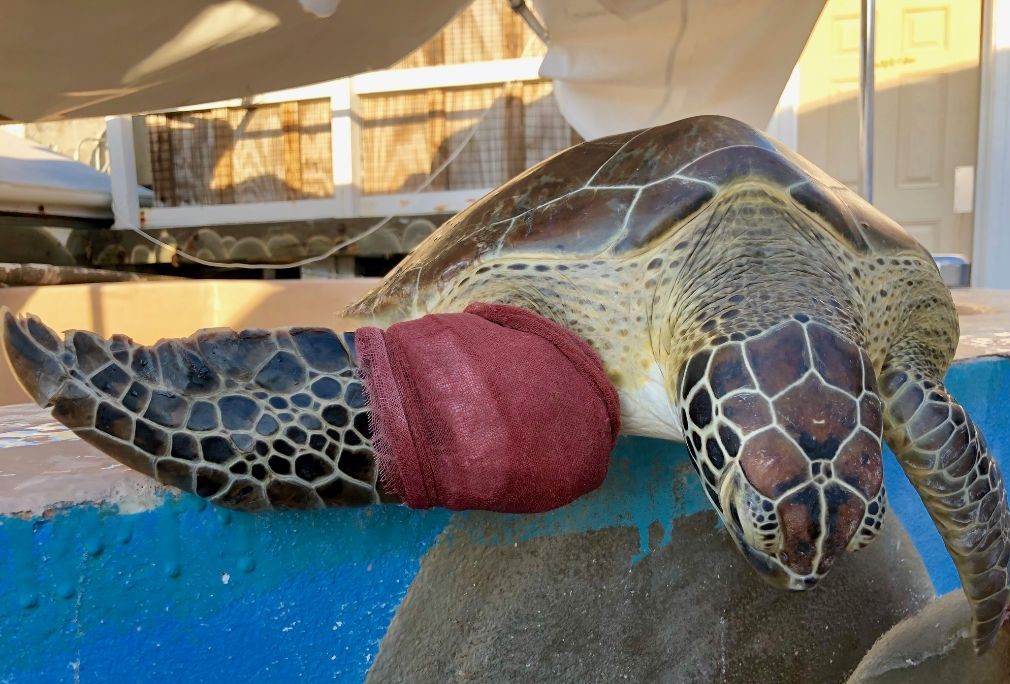 Rescued Green Sea Turtle Khepri Is Coming Home St