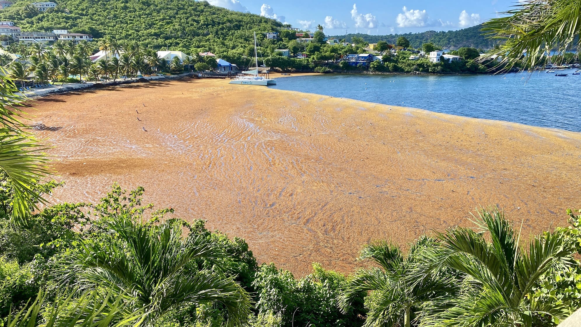 Bryan declares a state of emergency due to Sargassum seaweed flooding