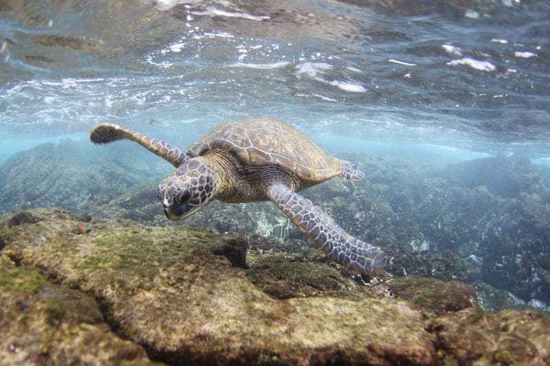 Critical Habitat Protection Proposed for Green Sea Turtles in Florida