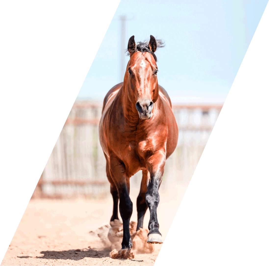 7S Stuart Ranch Stallions