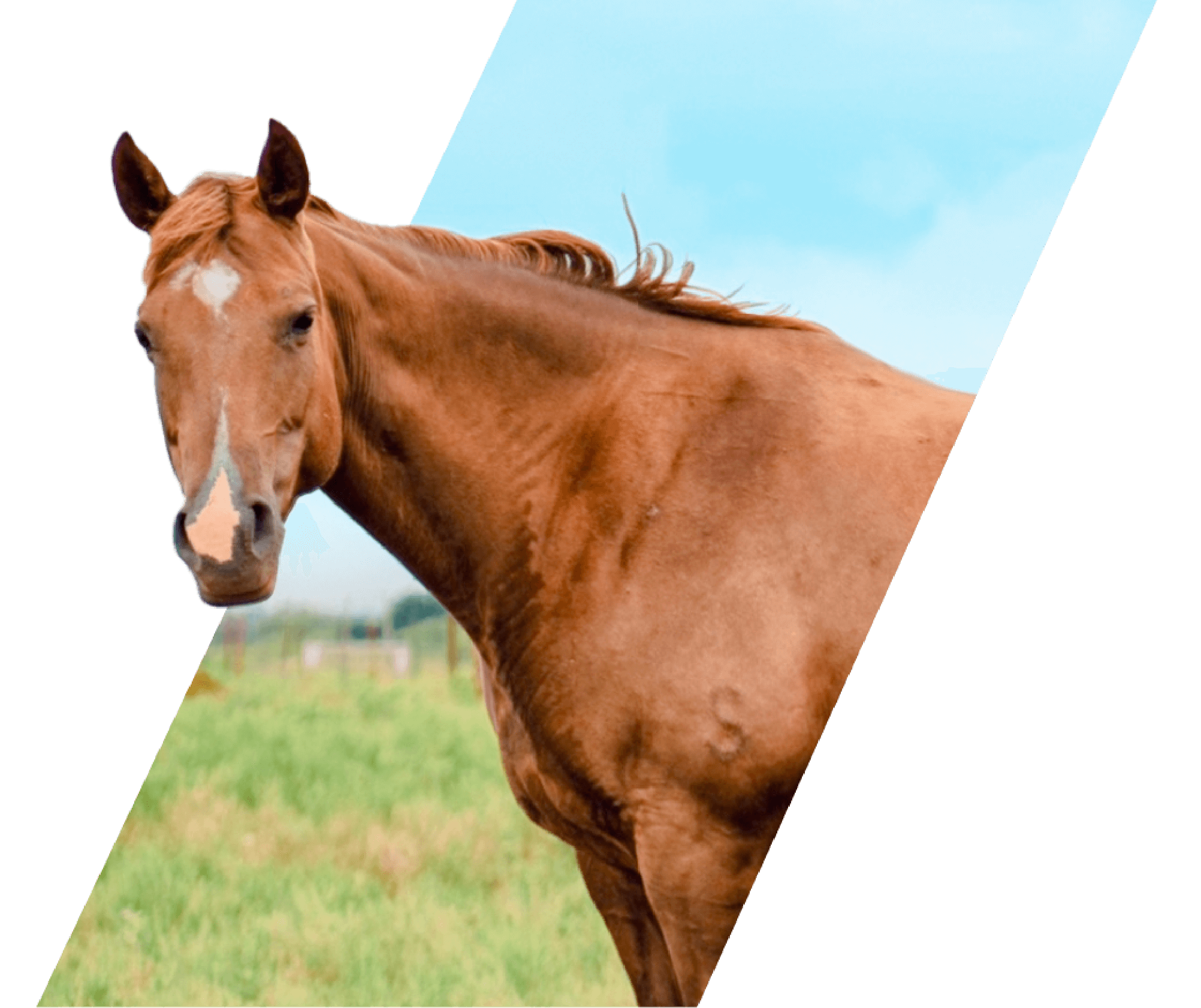 7S Stuart Ranch Quarter Horse Program