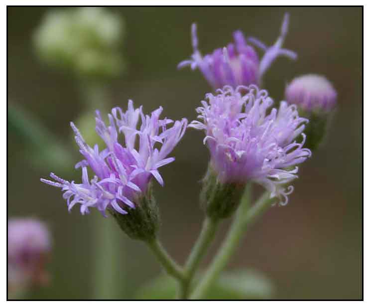 Agas moro /Vernonia cinerea/ Tagulinaw / ironweed