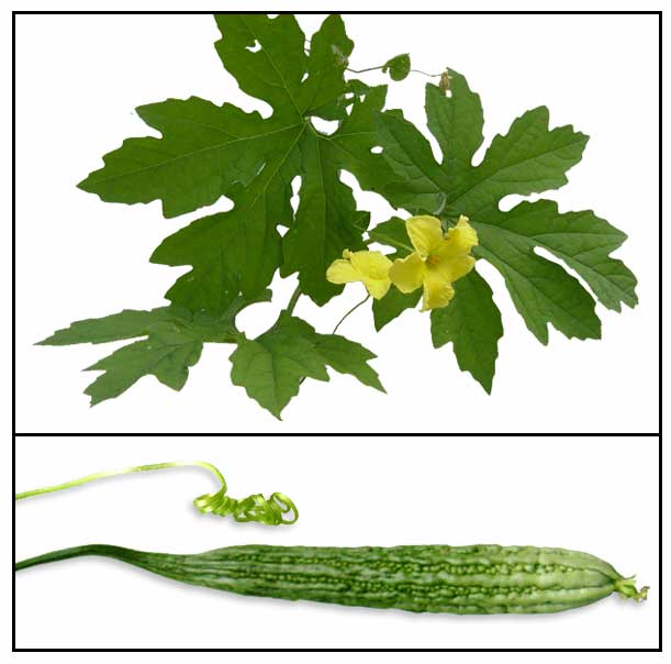 Ampalaya (Momordica charantia/ Bitter Gourd, Ku gua) Herbal Therapy