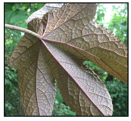 Bika / Ampelocissus martini / Wild grape/ Alternative Medicine