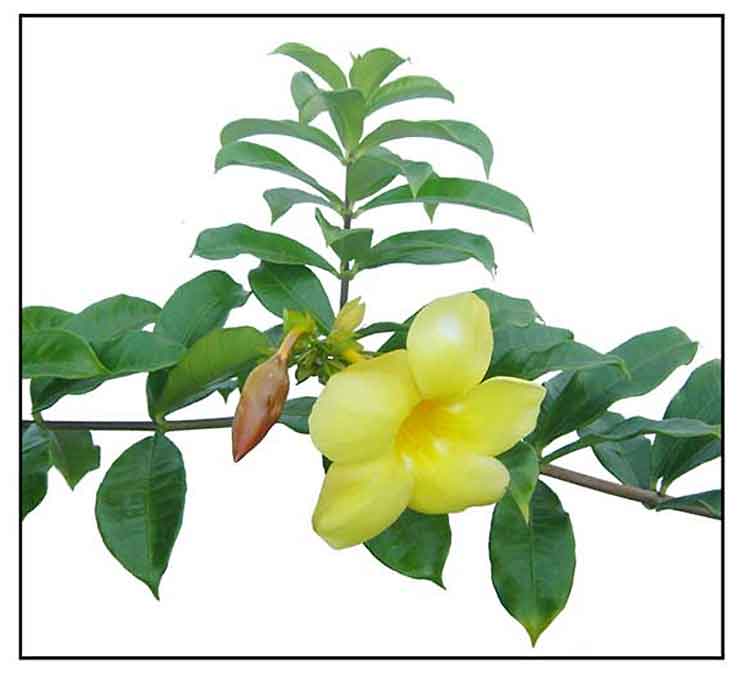 Kampanilya / Allamanda cathartica / Yellow bell Philippine herbal
