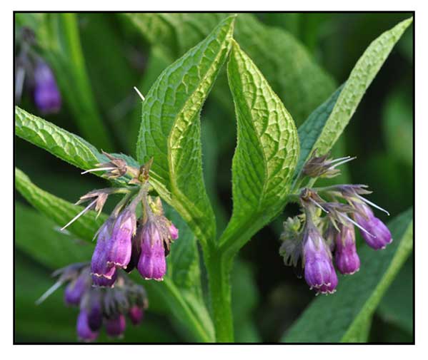 Komprey / Symphytum officinale/ Comprey / Slippery root Philippine