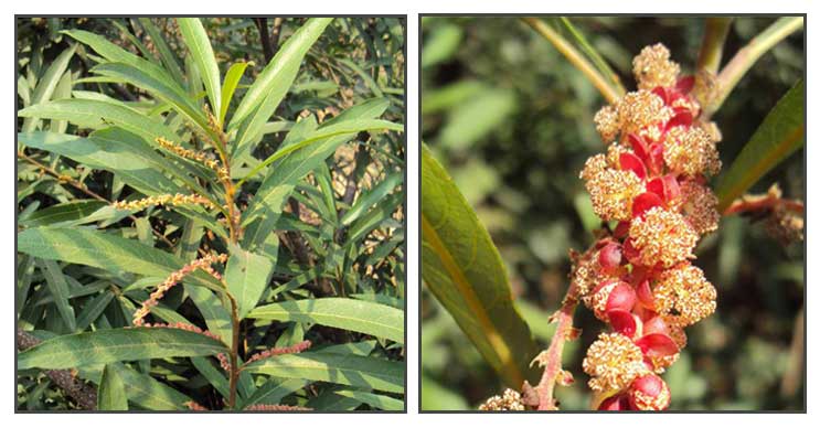 Lumanai, Homonoia riparia Lour. , WILLOWLEAVED WATER CROTON , Shui liu