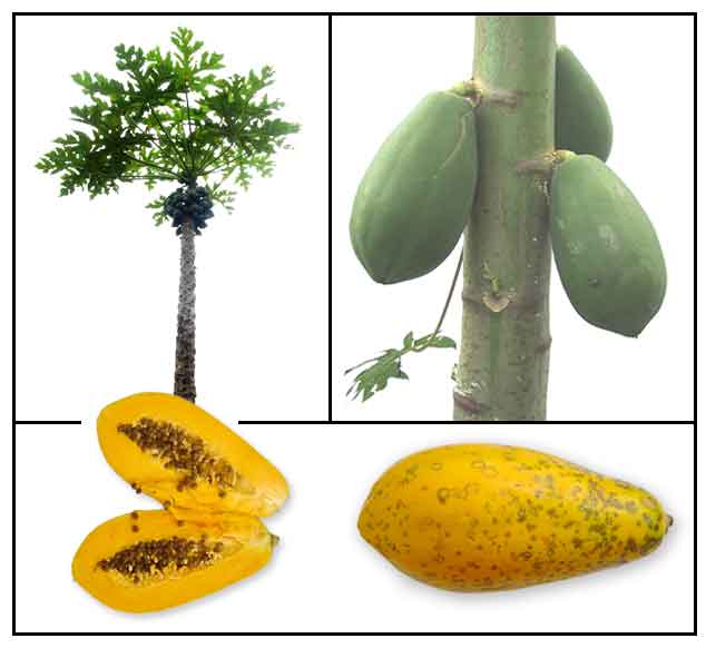 Papaya / Carica papaya / MELON TREE Philippine Medicinal Herbs