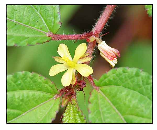 Saluyot, Corchorus aestuans, JUTE, EAST INDIAN MALLOW / Alternative