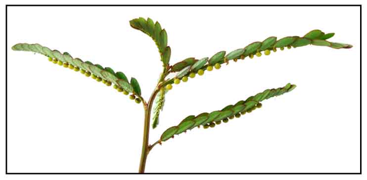 Sampasampalukan, Phyllanthus niruri, Seedunderleaf, chanca piedra
