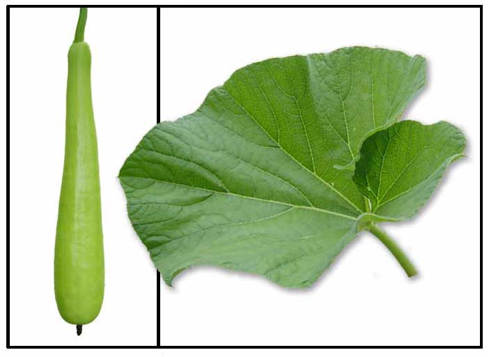 Upo / Lagenaria siceraria / BOTTLE GOURD, WHITE PUMPKIN Philippine
