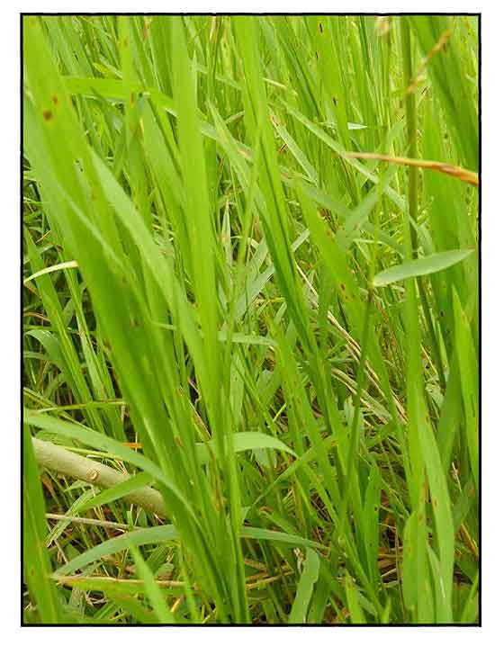 Barit / Leersia hexandra / Swamp rice grass / Cutgrass / / Alternative