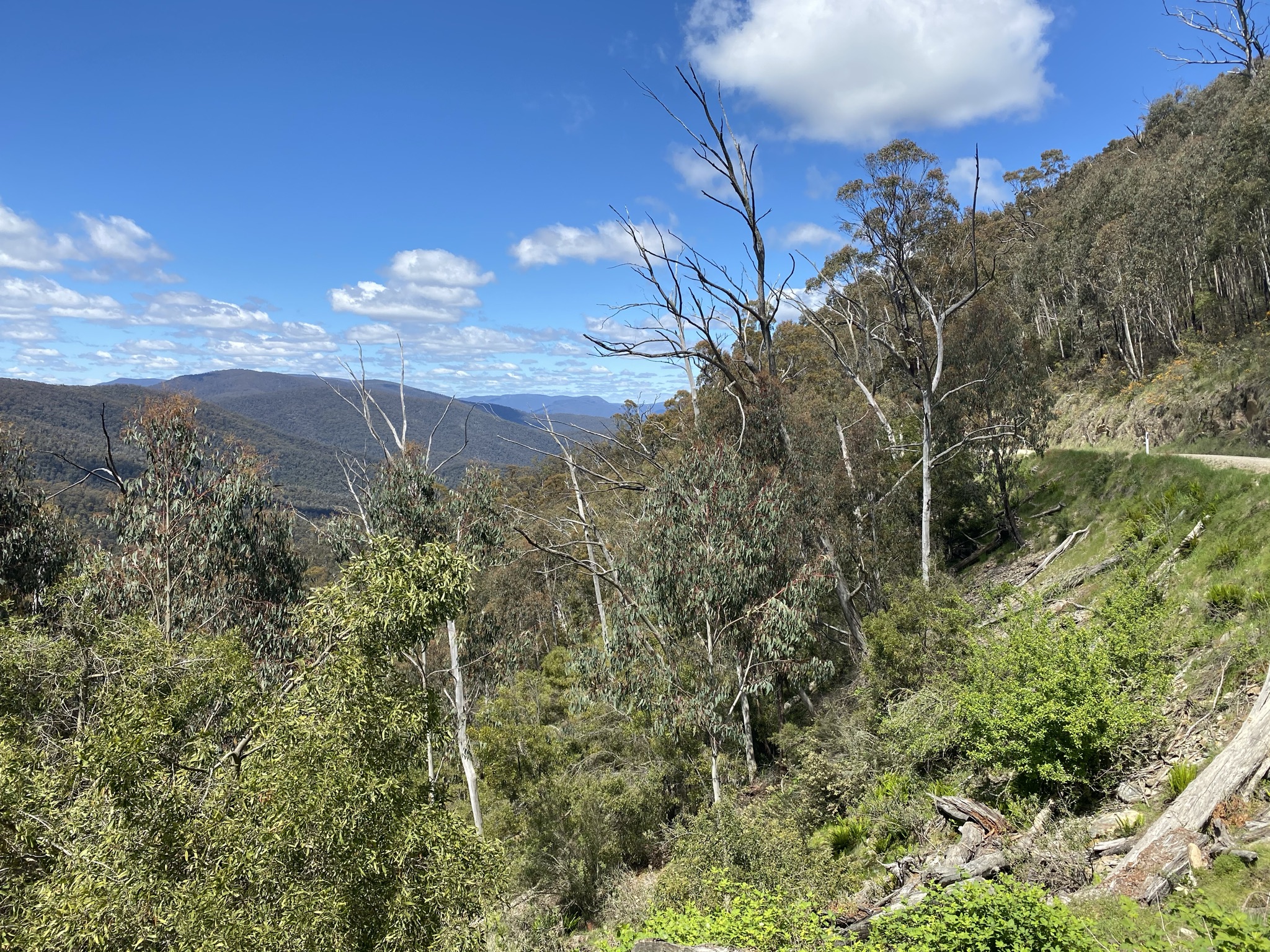 Canberra to Tumut via Brindabella CyclingGravel
