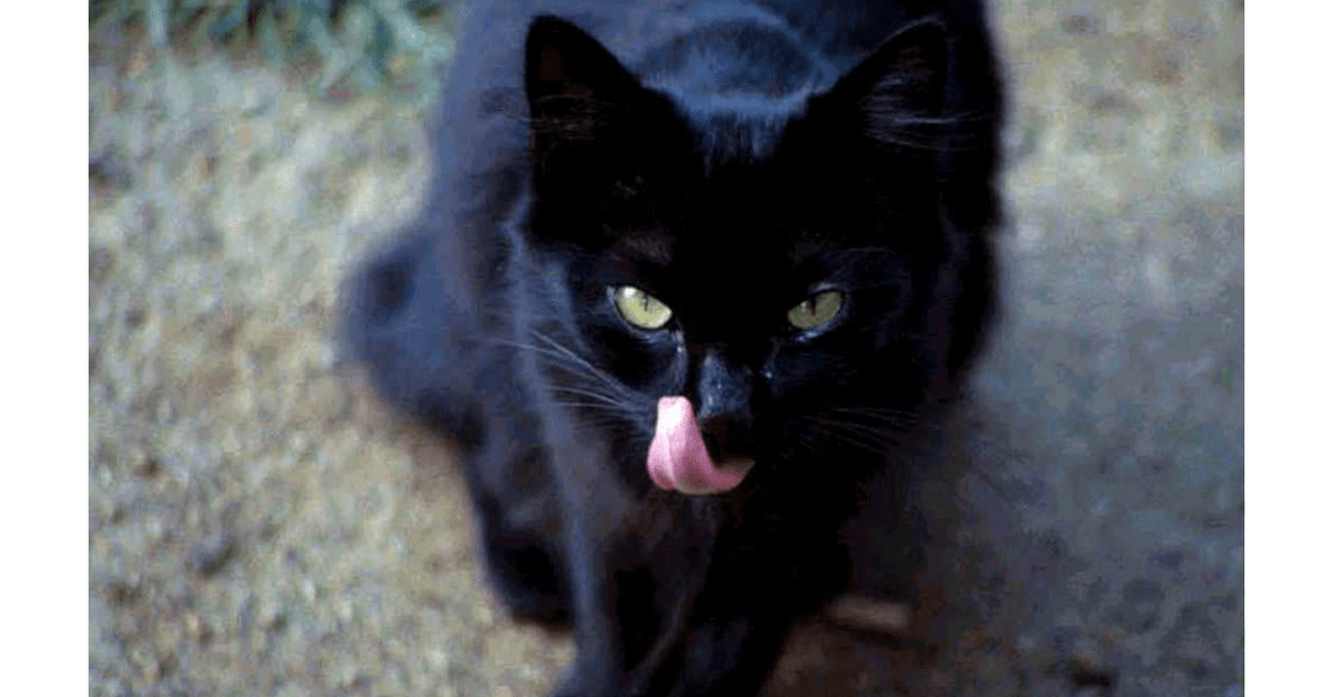 7 Reasons Why Black Cats Are AWESOME! Stubborn Cat