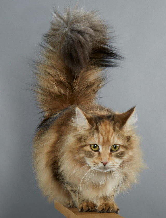 tortieclassictabby Farberklärung Maine Coon Katze,cat, kat, poes