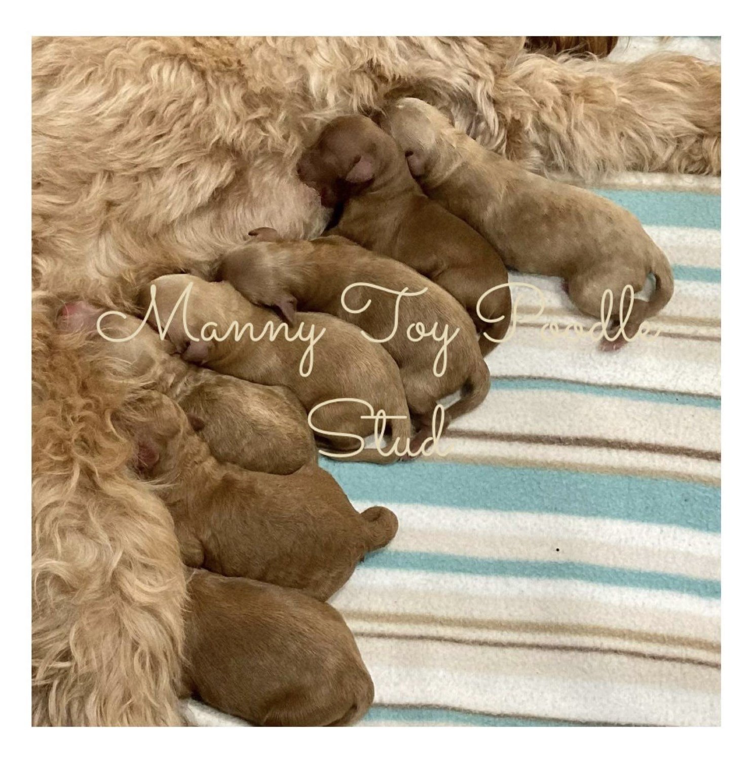 Purebred Toy Poodle Stud Gold Coast Stud Dogs Australia