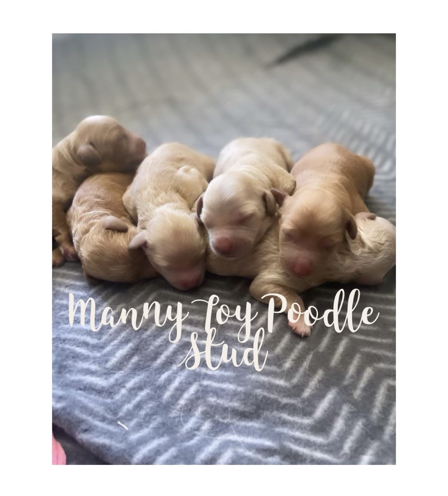 Purebred Toy Poodle Stud Gold Coast Stud Dogs Australia