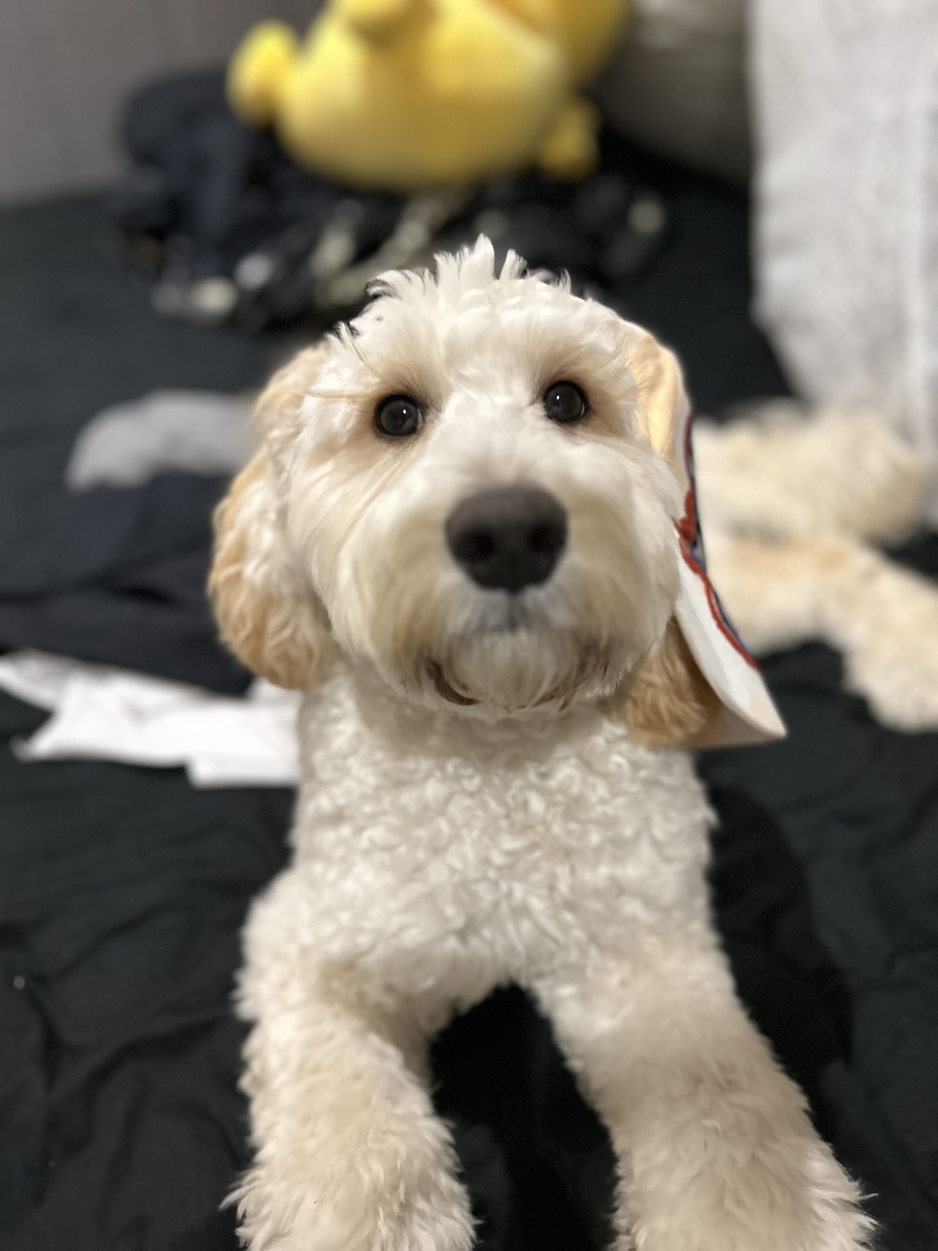 Mini Labradoodle stud dog service Stud Dogs Australia