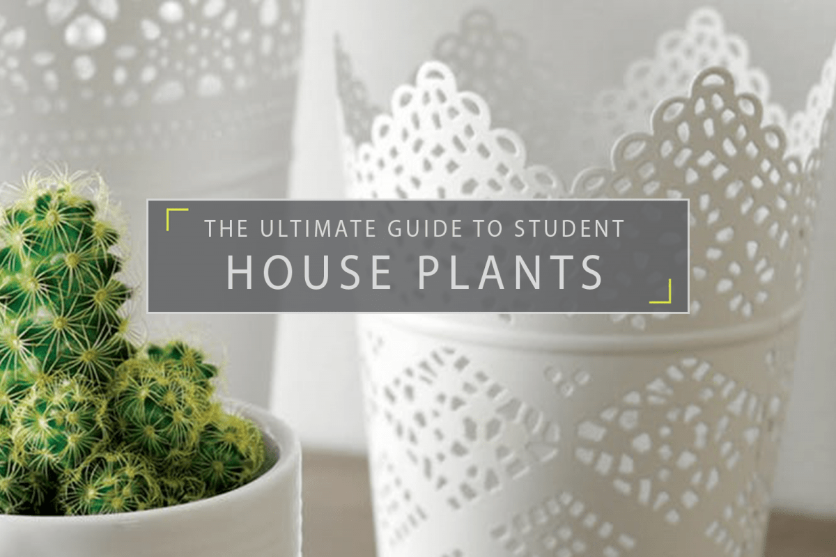 The Ultimate Guide to Student House Plants Student Cribs