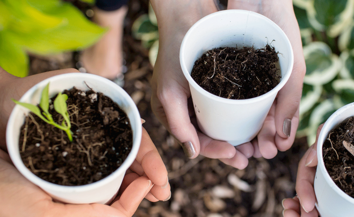 3 styrofoam cups with dirt and seedlings UofT Student Life